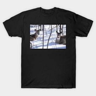 White Tailed Deer T-Shirt